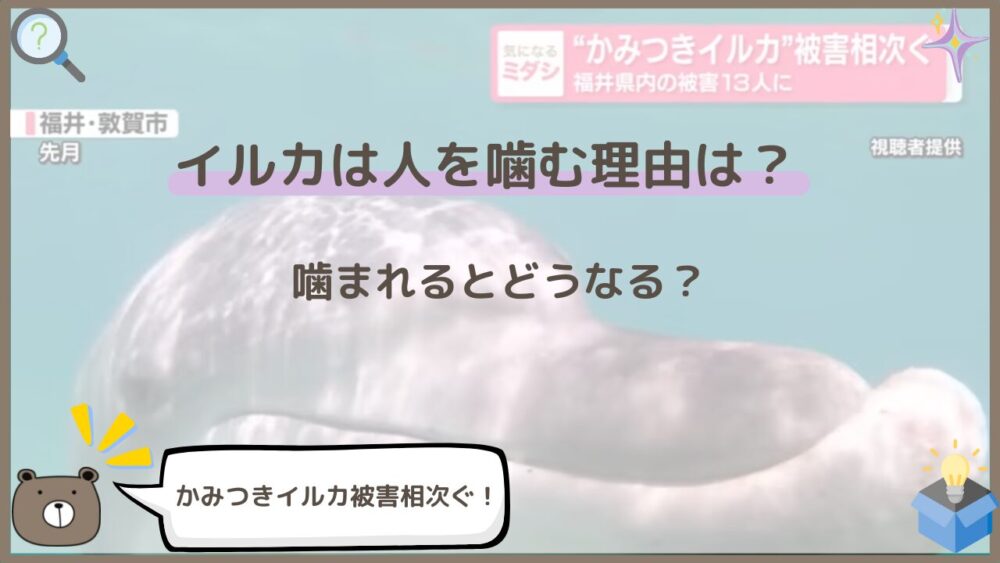 イルカが人を噛む理由は？噛まれるとどうなる？